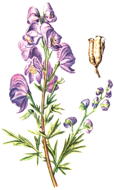 Рис. 95. Борец (аконит) джунгарский Aconitum soongaricum