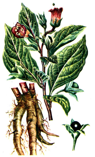 Рис. 107. Белладонна (красавка) Atropa belladonna
