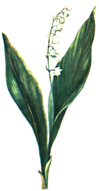 Рис. 109. Ландыш майский Convallaria majalis