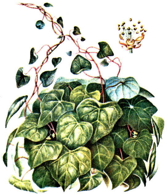 Рис. 111. Луносемянник даурский Menispermum dahuricum
