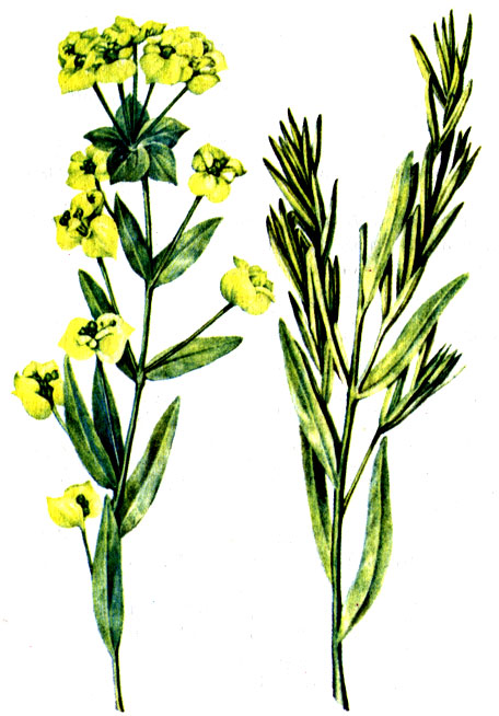 Рис. 115. Молочай Вальдстена (прутьевидный) Euphorbia waldsteinii