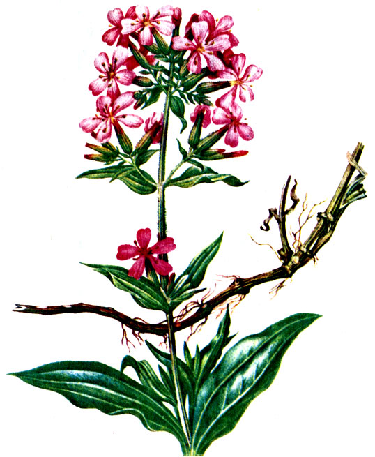 Рис. 117. Мыльнянка лекарственная Saponaria officinalis