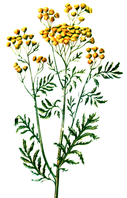 Рис. 121. Пижма обыкновенная Tanacetum vulgare