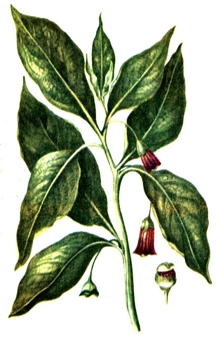 Рис. 123. Скополия карниолийская Scopolia carniolica
