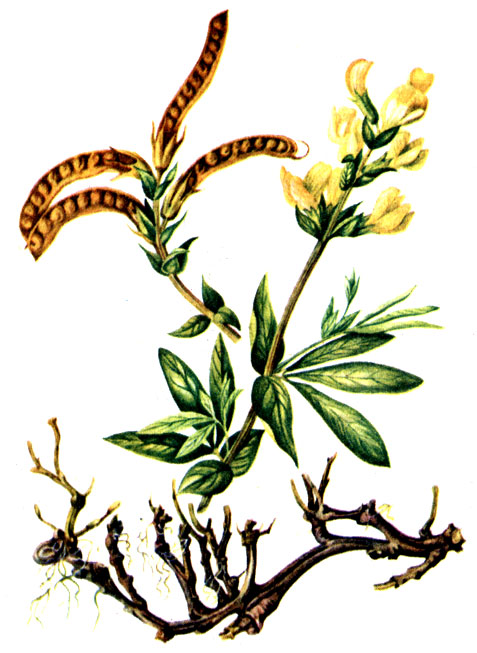 Рис. 125. Термопсис ланцетный Thermopsis lanceolata