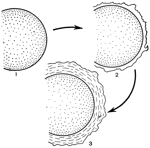 Рис. 3. Последовательные этапы формирования клеточной оболочки: 1 - молодая вегетативная клетка, лишенная оболочки; 2 - заложение первичной оболочки; 3 - появление под ней вторичной оболочки