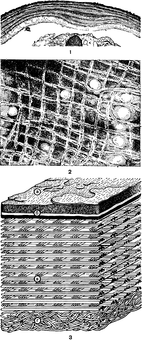 Рис. 4. Организация клеточной оболочки по данным электронной микроскопии: 1 - многослойная оболочка Glaucocystis nostochinearum; 2 - расположение целлюлозных фибрилл в оболочке Pyrocystis lunula; 3 - модель строения оболочки: а - внешняя часть наружного слоя, б, в, г - внутренний слой оболочки с разным характером упорядоченности целлюлозных фибрилл