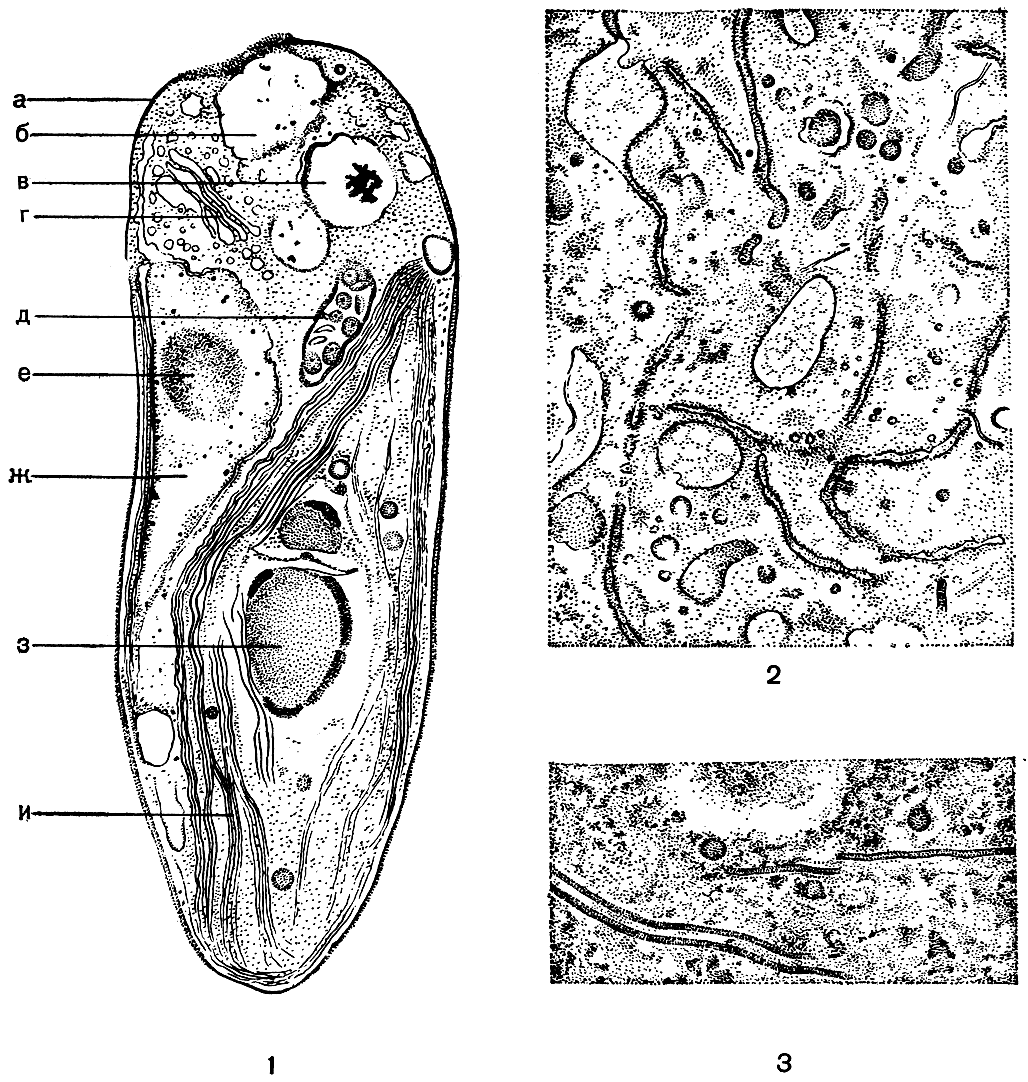 Рис. 6. Ультратонкое строение клетки: 1 - продольный срез через клетку одноклеточной зеленой водоросли Pedinomonas minor (электронный микроскоп): а - плазмалемма, б - пульсирующая вакуоля, в - статическая вакуоля, г - диктиосома, д - митохондрия, е - ядрышко, ж - окруженное двухмембранной оболочкой ядро с ядрышком, з - пиреноид с крахмальной обкладкой, и - хлоропласт с пучком ламелл; 2 - эндоплазматическая сеть в цитоплазме клетки спирогиры; 3 - микротрубочки в цитоплазме клетки спирогиры