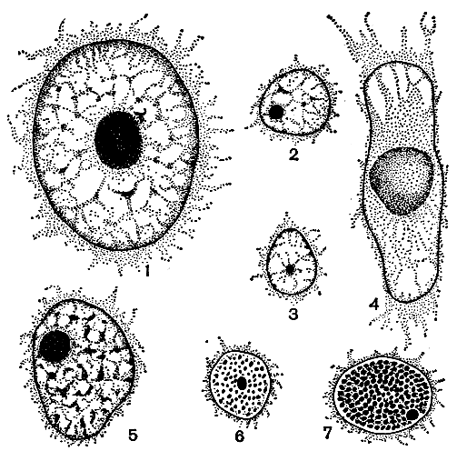 Рис. 7. Интерфазные ядра клеток у разных водорослей: 1 - Microspore; 2 - Chlamydomonas; 3 - Hydrodictyon; 4 - Spirogyra; 5 - Cladophora; 6 - Colacium; 7 - Glenodinium