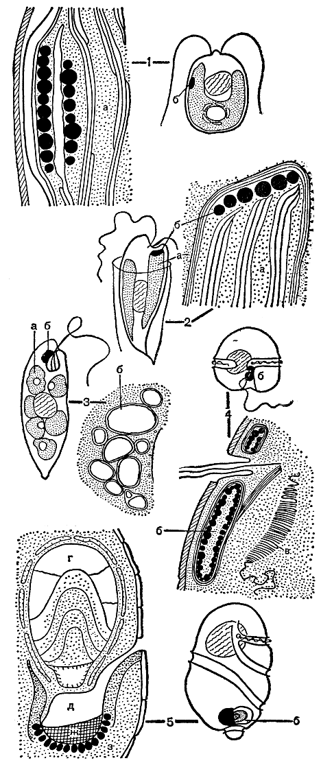 Рис. 11. Различные типы стигм, обнаруженные в клетках водорослей: 1 - Chlamydomonas; 2 - Dinobryon; 3 - Euglena; 4 - Glenodinium; 5 - Nematodium: a - хлоропласт, б - стигма, в - пластинчатое тело, г - линзовидное тело, д - полость, соединенная каналом с цитоплазмой клетки, ж - ретиноид, з - пигментные тела