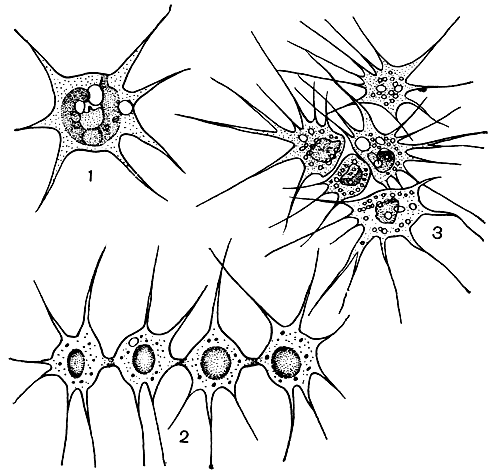 Рис. 15. Амебоидная структура у золотистых водорослей: 1 - одиночные клетки Chrysamoeba; 2 - рядовое объединение клеток Chrysidiastrum; 3 - групповое объединение клеток Rhizochrysis