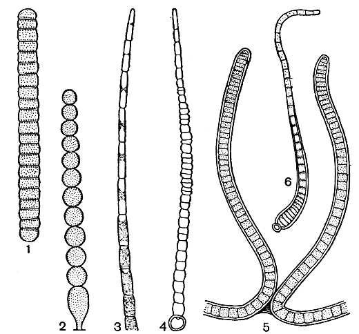 Рис. 19. Нитчатая структура у сине-зеленых водорослей: 1 - простейшее строение нити с диффузным ростом у Oscillatoria; 2 - нить с дифференцированным основанием у Endonema; 3 - верхушка нити у Rivularia, вытянутая в волосок; 4 - интеркалярный рост у Gloeotrichia; 5 - апикальный рост на концах ветвей у Scytonema; 6 - базальный рост у Calothrix