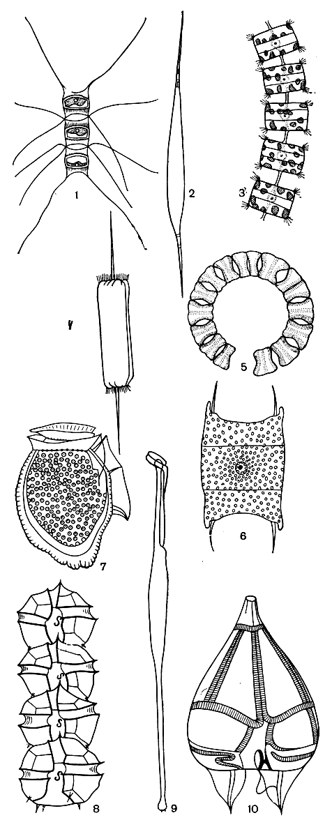 Рис. 29. Морские планктонные диатомеи (1-6) и перидинеи (7-10): 1 - хетоцерос (Chaetoceros); 2 - ризосоления (Rhizosolenia); 3 - талассиозира (Thalassiosira); 4 - дитилиум (Ditylium); 5 - эвкампия (Eucampia); 6 - биддульфия (Biddulphia); 7 - динофизис (Dinophysis); 8 - гониаулакс (Goniaulax); 9 - амфисоления (Amphisolenia); 10 - подолампас (Podolampas)