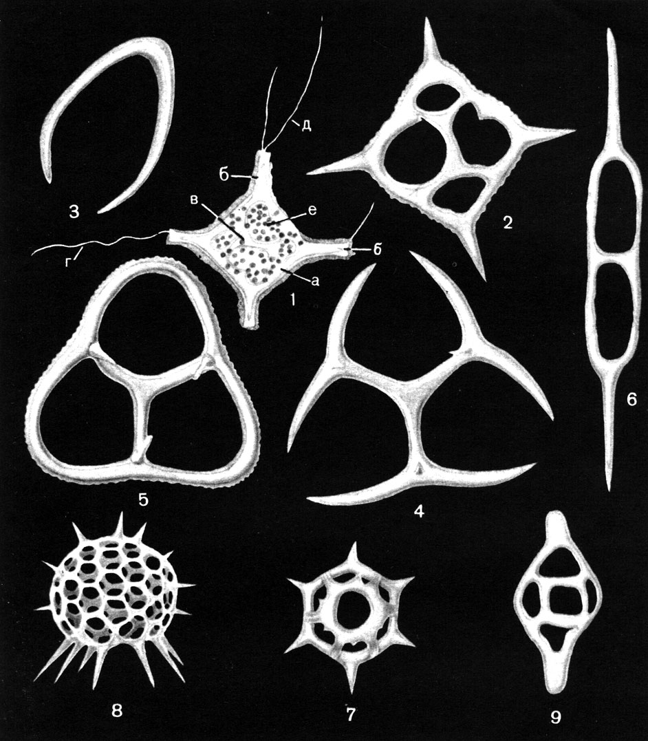 Таблица 9. Основные представители современных и ископаемых силикофлагеллат: 1 - Dictyocha fibula, строение клетки: а - базальное кольцо, б - радиальный рог, в - апикальное образование, г - жгутик, д - псевдоподии, е - хлоропласты; 2 - D. fibula, скелет сверху (палеоген, Западно-Сибирская низменность); 3 - Lyramula simplex, скелет (поздний мел, восточный склон Урала); 4 - Cornua poretzkajae, скелет снизу (поздний мел, восточный склон Урала); 5 - Corbisema apiculata, скелет снизу (палеоген, восточный склон Урала); 6 - Naviculopsis biapiculata, скелет сверху (палеоген, восточный склон Урала); 7 - Distephanus speculum, скелет сверху (неоген, Сахалин); 8 - Cannopilus sphaericus, скелет сбоку (неоген, Венгрия); 9 - Deflandryocha naviculoidea, скелет сверху (неоген, Югославия) (х 1000)