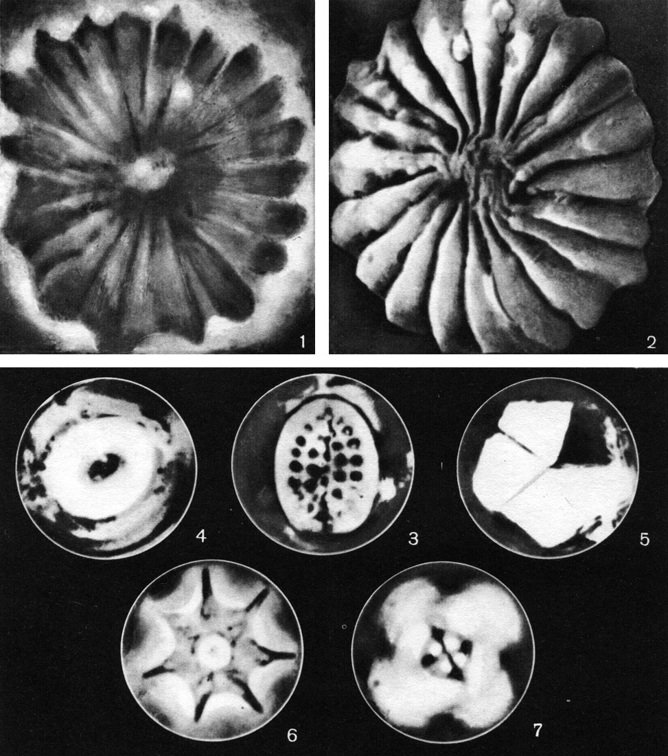 Таблица 8. Известковые скелеты ископаемых кокколитофорид из палеогеновых отложений: 1,2 - Discoaster multiradiatus (7 - вид в сканирующем электронном микроскопе, 2 - вид в световом микроскопе); 3 - Coccolithus umbilicus; 4 - Discolithina distincta; 5 - Braarudosphaera bigelovii; 6 - Discoaster saipanensis; 7 - Cyclococcolithus reticulatus. (Увеличение: 1 - X 11400; 2 - X2000;3-7 - X 3400)