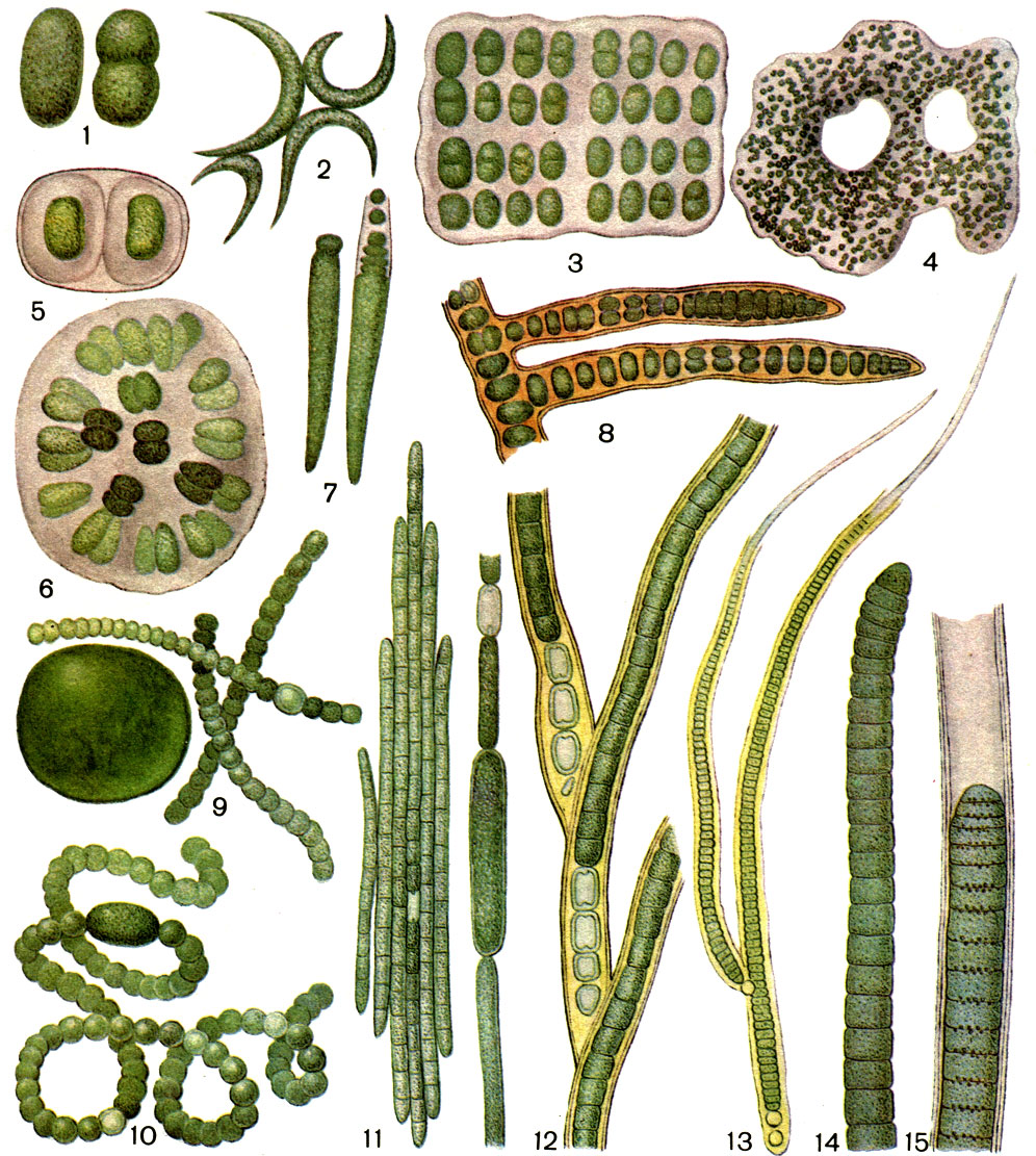 Таблица 3. Сине-зеленые водоросли: 1 - Synechococcus aeruginosus; 2 - Dactylococcopsis rhaphidioides; 3 - Merismopedia glauca; 4 - Microcystis aeruginosa; 5 - Gloeocapsa turgida; 6 - Gomphosphaeria aponina; 7 - Chamaesiphon curvatus; 8 - Stigonema ocellatum; 9 - Nostoc pruniforme; 10 - Anabaena hassalii; 11 - Aphanizomenon flos-aquae; 12 - Tolypothrix tenuis; 13 - Calothrix gypsophila; 14 - Oscillatoria chalybea; 15 - Lyngbya confervoides