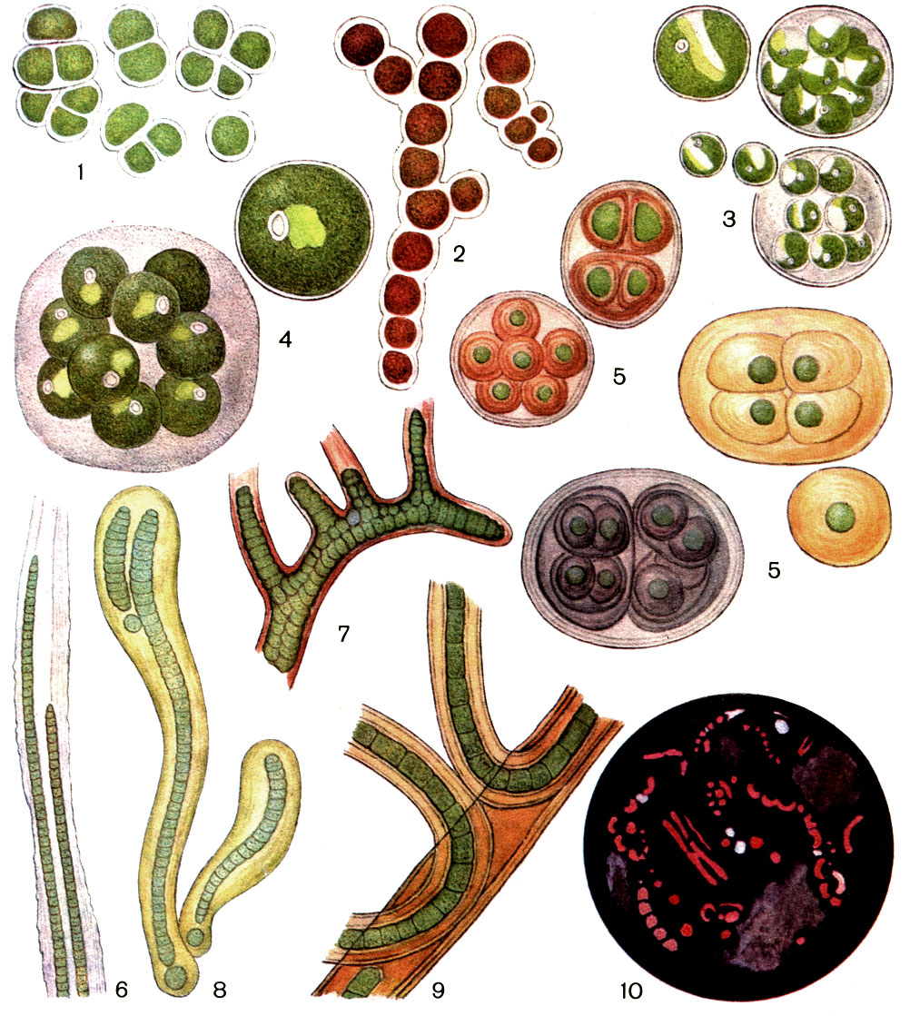 Таблица 2. Наземные (1-9) и почвенные (10) водоросли: 1 - отдельная клетка и группы клеток плеврококка (Pleurococcus vulgaris); 2 - простые и ветвящиеся нити трентеполии (Trentepohlia piceana) с оранжевым маслом в клетках; 3 - отдельная клетка и размножение хлореллы (Chlorella vulgaris); 4 - группа молодых клеток и взрослая клетка хлорококка (Chlorococcum humicola); 5 - колонии глеокапсы с различной окраской слизистых оболочек: желто-коричневой (Gloeocapsa rupestris), красно-коричневой (Gl. magma) и сине-фиолетовой (Gl. alpina); 6 - участок таллома шизотрикса (Schizothrix friesii) с двумя трихомами в общем слизистом чехле; 7 - часть нити стигонемы (Stigonema minutum); 8 - нити толипотрикса (Tolypothrix elenkinii); 9 - часть нити сцитонемы (Scytonema mirabile); 10 - общий вид пробы почвы в люминесцентном микроскопе: красным светятся живые клетки водорослей, содержащие хлорофилл
