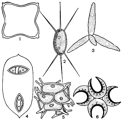 Рис. 30. Пресноводные планктонные протококковые водоросли: 1 - тетраэдрон (Tetraedron); 2 - шодателла (Chodatella); 3 - актинаструм (Actinastrum); 4 - ооцистис (Oocystis); 5 - сораструм (Sorastrum); 6 - селенаструм (Selenastrum)
