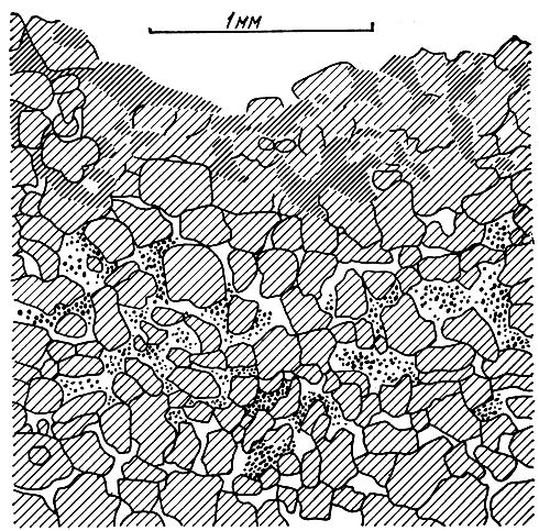 Рис. 36. Схематическое изображение поперечного среза скалы с поселением эндолитических водорослей в воздушных пространствах между частицами породы, закрытых сверху сплошной коркой