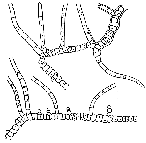 Рис. 41. Сине-зеленые водоросли горячих источников: мастигокладус (Mastigocladus laminosus), нити типичного строения