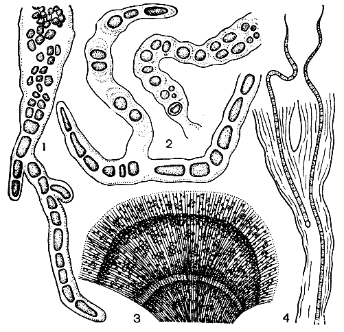 Рис. 45. Сверлящие (1, 2) и туфообразующие (3, 4) сине-зеленые водоросли: 1 - гиелла (Hyella caespitosa), отдельная нить; 2 - мастигоколеус (Mastigocoleus testarum), две нити; 3, 4 - ривулярия (Rivularia haematites) (3 - поперечный разрез при небольшом увеличении через молодую известковую колонию, образовавшую три слоя, из которых с живыми нитями только верхний; 4 - нить из верхнего слоя колонии)