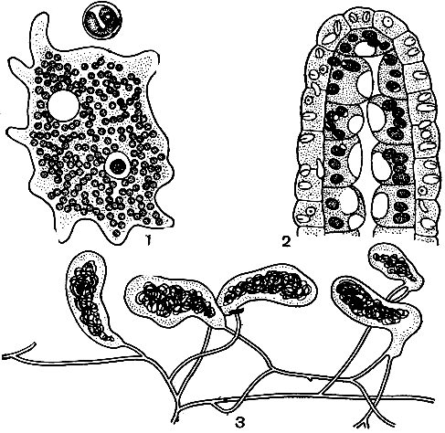 Рис. 48. Внутриклеточный симбиоз: 1 - амеба с клеточками зеленой водоросли зоохлореллы внутри, вверху - отдельная клетка зоохлореллы при большом увеличении; 2 - продольный разрез через конец щупальца пресноводной зеленой гидры (Hydra viridis) с клетками зоохлореллы (темные тельца) в клетках внутреннего слоя гидры; 3 - часть таллома обесцветившейся зеленой водоросли геосифон (Geosiphon); разветвленные нити заканчиваются крупными пузырями, в протоплазме которых живет сине-зеленая водоросль носток