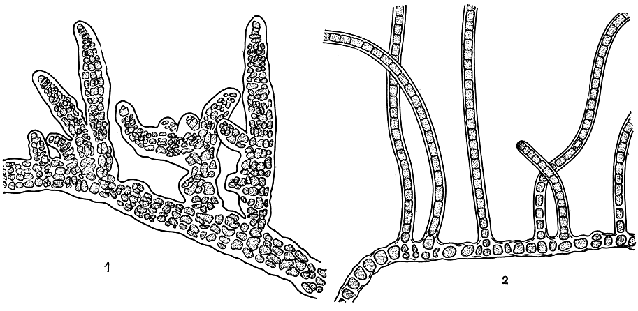 Рис. 53. Стигонемовые: 1 - Stigonema informe; 2 - Hapalosiphon fontinalis