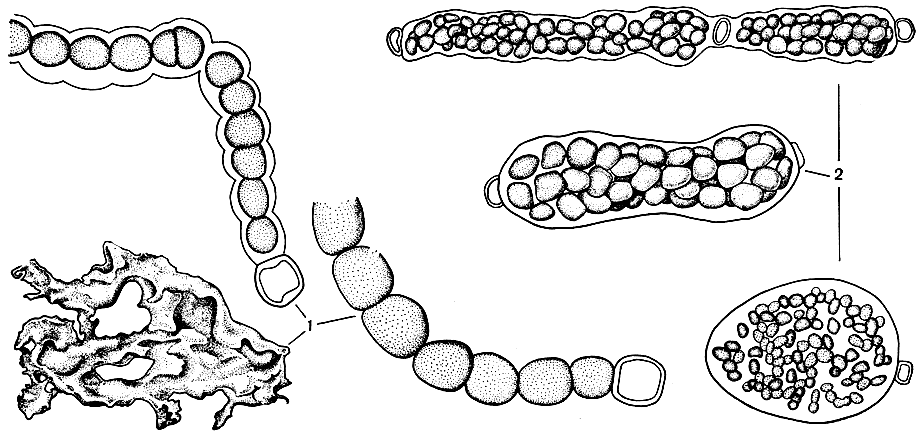 Рис. 54. Ностоковые: 1 - Nostoc commune, колония в натуральную величину и отдельные нити; 2 - N. punctiforme, колонии разного строения
