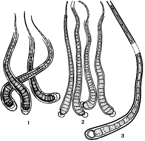 Рис. 57. Ривуляриевые: 1 - Calothrix fusca; 2 - С. braunii; 3 - С. thermalis