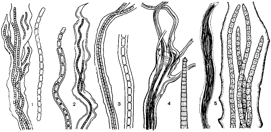 Рис. 60. Осциллаториевые: 1 - Schizothrix lateritia, слоевище и отдельный трихом; 2 - Sch. calcicola, слоевище и молодая нить отдельно; 3 - Sch. lardaсеа, часть слоевища при малом и большом увеличении; 4 - Microcoleus vaginatus, часть слоевища и конец отдельного трихома; 5 - М. chthonoplastes, часть слоевища при малом и большом увеличении