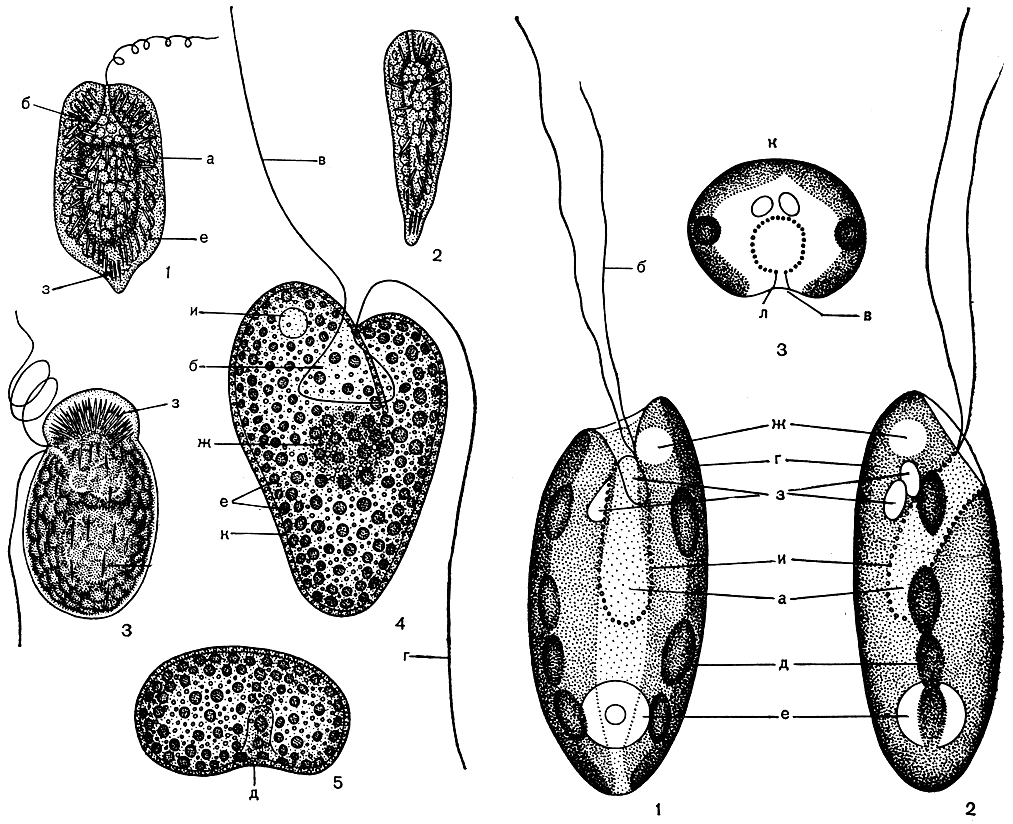 Рис. 61. Хлоромонадофитовые: 1-2 - Gonyostomum semen (1 - вид клетки со спинной стороны, 2 - вид сбоку); 3 - Merotrichia capitata; 4-5 - Vacuolaria viridis в продольном и поперечном разрезе: а - перипласт, б - глотка, в - жгутик плавательный, г - жгутик рулевой, а - продольная бороздка, е - хлоропласты, ж - ядро, з - трихоцисты, и - пульсирующая вакуоля, к - слизистые тельца