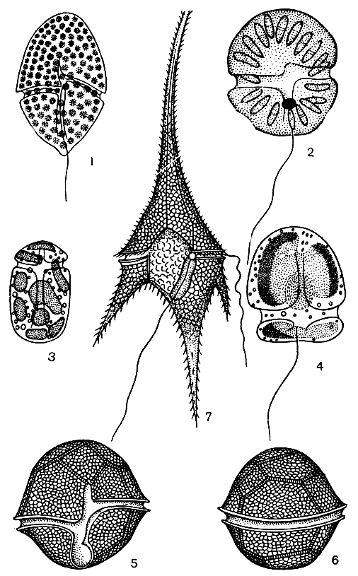 Рис. 64. Пресноводные динофитовые: 1 - Gymnodinium fuscum; 2 - G. paradoxum; 3 - Amphidinium geitleri; 4 - Katodinium planum; 5-6 - Peridinium cinctum; 7 - Geratium hirundinella