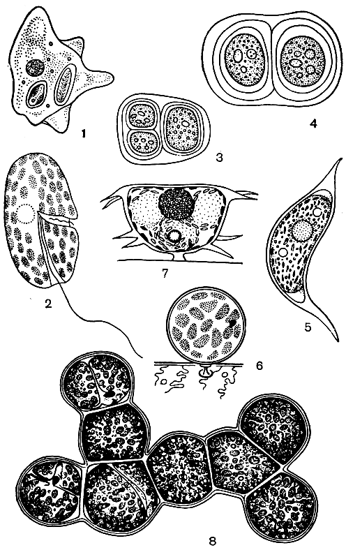 Рис. 63. Основные типы структуры тела у динофитовых: 1 - амебоидная (Dinamoebidium varians); 2 - монадная (Неmidinium nasutum); 3-4 - пальмеллоидная (Gloeodinium montanum); 5-7 - коккоидная (Cystodinium steinii, Stylodinium sphaera, Tetradinium intermedium); 8 - нитчатая (Dinothrix paradoxa)