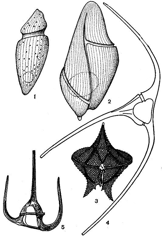 Рис. 65. Морские динофитовые: 1 - Amphidinium extensum; 2 - Gyrodinium nasutum; 3 - Peridinium divergens; 4 - Ceratium arcticum; 5 - G. tripos