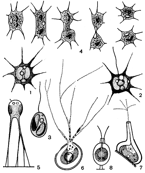 Рис. 66. Одноклеточные хризоподовые: 1-4 - Ghrysamoeba radians (1 - ризоподиальное состояние, 2 - клетка с зачаточным жгутиком, з - монадная стадия, 4 - стадии деления клетки); 5 - Stipitochrysis monorhiza; 6 - Eleutheropyxis arachne; 7 - Lagynion cystodinii; 8 - Derepyxis anomala