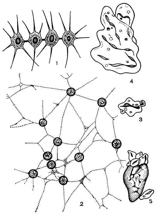Рис. 67. Колониальные хризоподовые: 1 - Chrysidiastrum catenatum; 2 - Heliapsis mutabillis, ризоподии выходят через поры в стенке 'домиков'; 3-5 - Мухоchrysis paradoxa (3 - молодой, 4 - взрослый плазмодий, 5 - образование амебоидов)