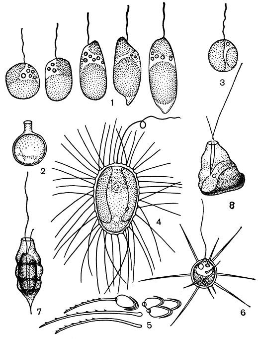 Рис. 68. Одноклеточные хризомонадовые: 1-3 - Chromulina rosanoffii (1 - метаболия клетки, внизу - глыбка лейкозина, вверх у-хлоропласт, 2 - циста, 3 - зооспора, вышедшая из цисты); 4-5 - Mallomonas denticulata (4 - клетка, вверху - крупное ядро, по бокам - хлоропласты, внизу - пульсирующие вакуоли, 5 - чешуйки и иглы панциря); 6 - Chrysococcus radiatus; 7 - Pseudokephyrion acutum; 8 - P. elegans