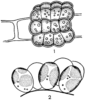 Рис. 74. Хризосферовые: 1 - агрегат клеток Epichrysis paludosa на нитчатой зеленой водоросли (сверху); 2 - агрегат клеток Е. nitellae на харовой водоросли нителла (сбоку)