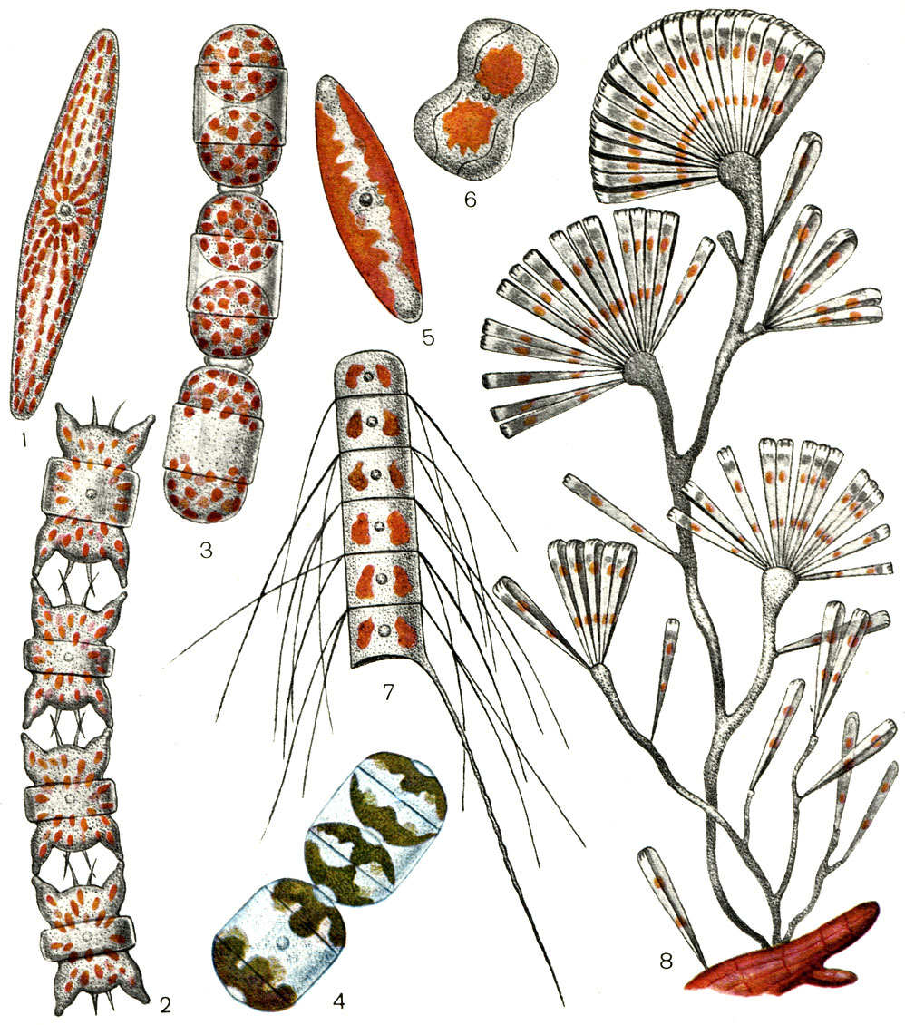 Таблица 10. Клетки диатомовых водорослей с хлоропластами различной формы: 1 - Pleurosigma sp.; 2 - Biddulphia aurita; 3 - Melosira moniliformis; 4 - Hyalodiscus scoticus; 5 - Navicula sp.; 6 - Amphiprora sp.; 7 - Chaetoceros subtilis var. abnormis; 8 - Licmophora sp