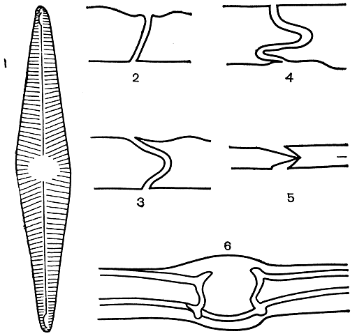 Рис. 84. Схема строения шва навикулоидного типа: 1 - створка со щелевидным швом, 2-5 - поперечный разрез щели шва, 6 - продольный разрез центрального узелка