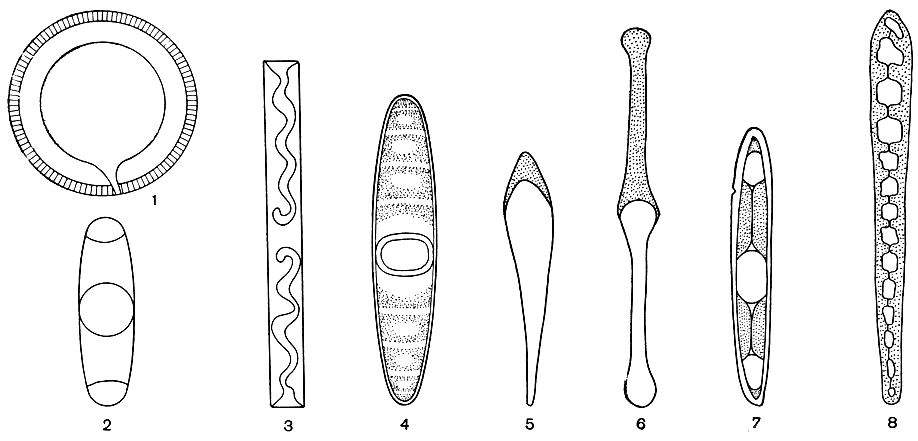 Рис. 88. Форма и расположение септ: 1-3 - вставочный ободок с септой (1 - у центрической диатомеи Thalassiosira antiqua var. septata, 2, 3 - у пеннатных диатомей: 2 - у Grammatophora marina, 3 - у Gr. serpentina); 4 - септа; 5 - полярная септа (Licmophora ehrenbergii); 6 - септа, занимающая половину панциря (Tabellaria fenestrata); 7 - септа с тремя отверстиями (Rhabdonema adriaticum); 8 - септа с многочисленными отверстиями (Climacosphenia moniligera)