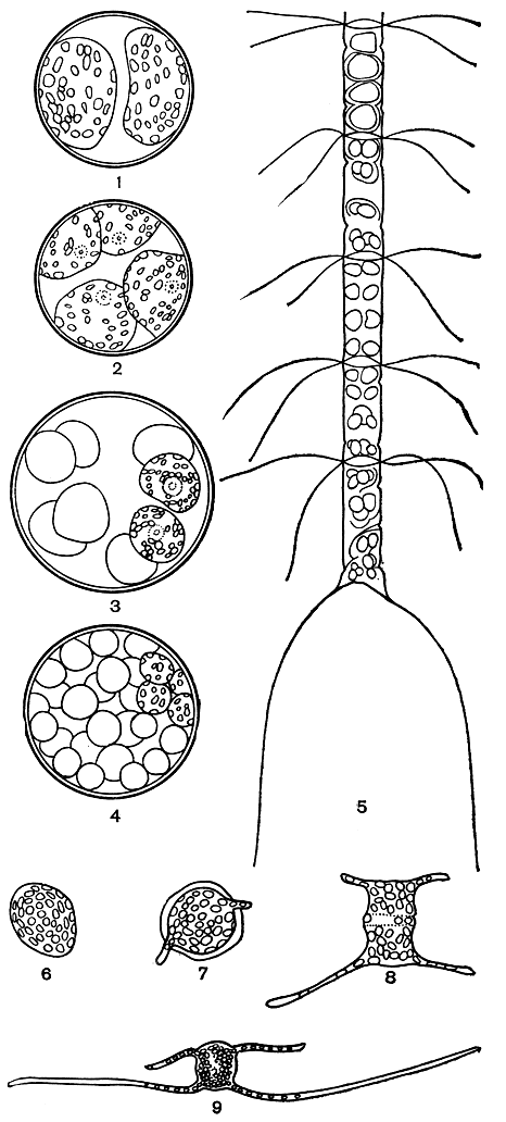 Рис. 90. Образование и прорастание микроспор: 1-4 - последовательные стадии образования микроспор у Coscinodiscus jonesianus; 5 - различные стадии образования микроспор у Chaetoceros curvisetus; 6-9 - последовательные стадии прорастания микроспор у Ch. danicus