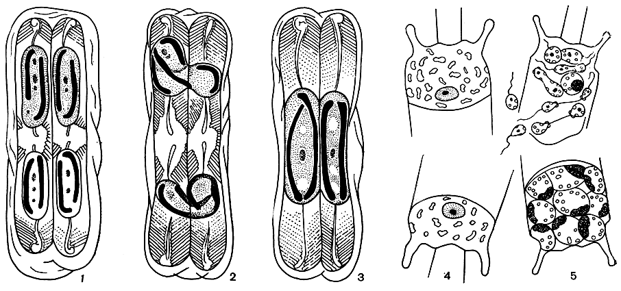 Рис. 91. Половой процесс у диастомей: 1-3 - анизогамный половой процесс у Pinnularia sp.; 4-5 - оогамный половой процесс у Biddulphia mobiliensis