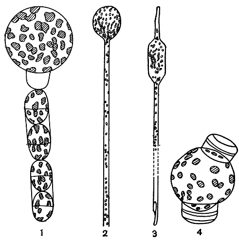 Рис. 92. Ауксоспоры: 1 - Melosira moniliformis, цепочка с конечной ауксоспорой; 2,3 - Rhizosolenia alata (2 - начало образования ауксоспоры, 3 - зрелая конечная ауксоспора); 4 - Thalassiosira excentrica, интеркалярная ауксоспора