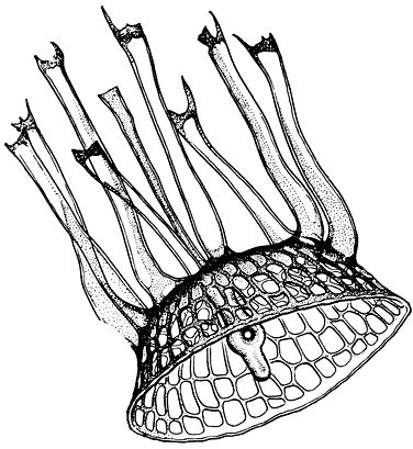 Рис. 98. Створка с двумя типами трубковидных выростов у Sceletonema costatum (х 14 000). По электронной микрофотографии И. В. Макаровой