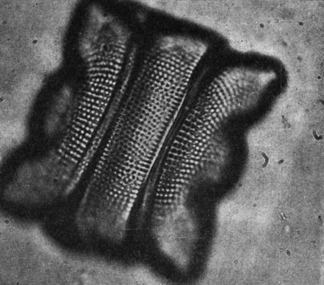 Рис. 102. Панцирь Biddulphia aurita со стороны пояска (Х1000). Микрофотография А. И. Прошкиной-Лавренко