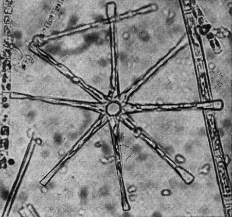 Рис. 105. Synedra bacillus, часть створки (Х 1000). Микрофотография А. И. Прошкиной-Лавренко
