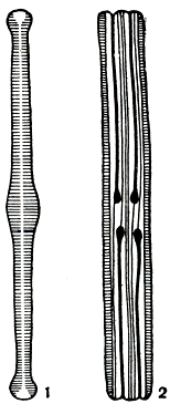 Рис. 106. Tabellaria fenestrata: 1 - форма и структура створки; 2 - вид со стороны пояска