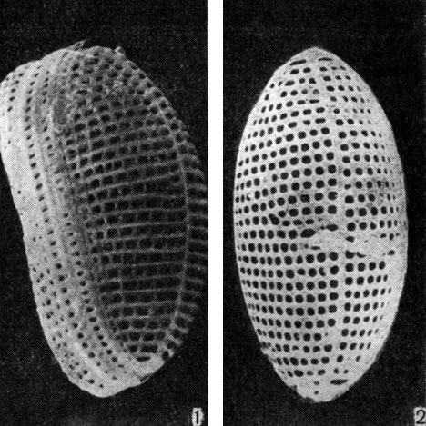 Рис. 109. Achnanthes brevipes var. parvula: 1 - панцирь; 2 - верхняя створка (Х 3000). Электронные микрофотографии Н. И. Караевой