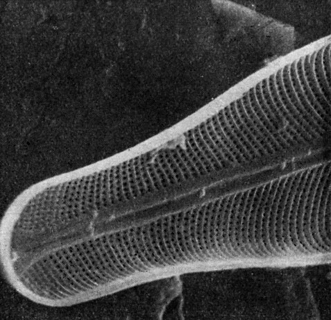 Рис. 110. Navicula intricata, часть створки (X 8000) Электронная микрофотография Н. И. Караевой
